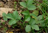 Fragaria vesca. Вегетирующее после зимовки растение. Московская обл., Раменский р-н, окр. ж.-д. платформы Хрипань, просека в смешанном лесу. 23.04.2025.
