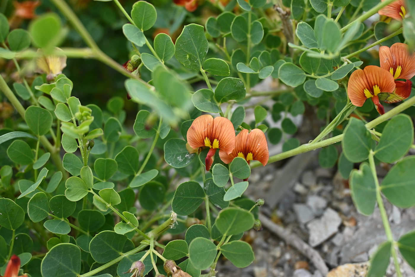 Image of Colutea orientalis specimen.