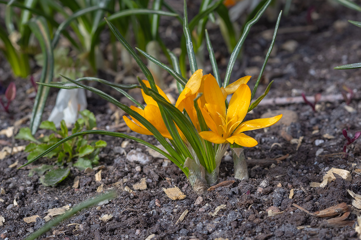 Изображение особи род Crocus.