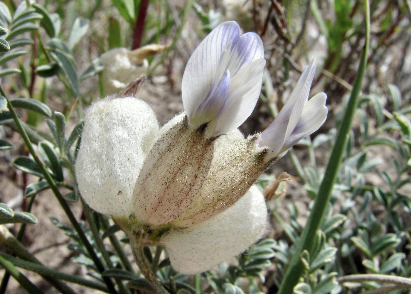 Image of Astragalus nivalis specimen.