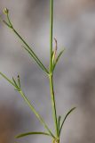 род Asperula