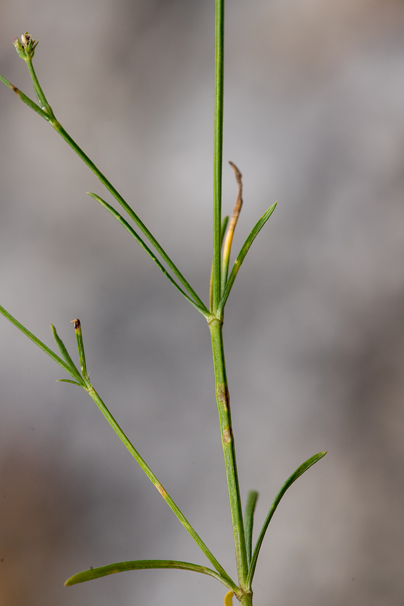 Image of Asperula abchasica specimen.