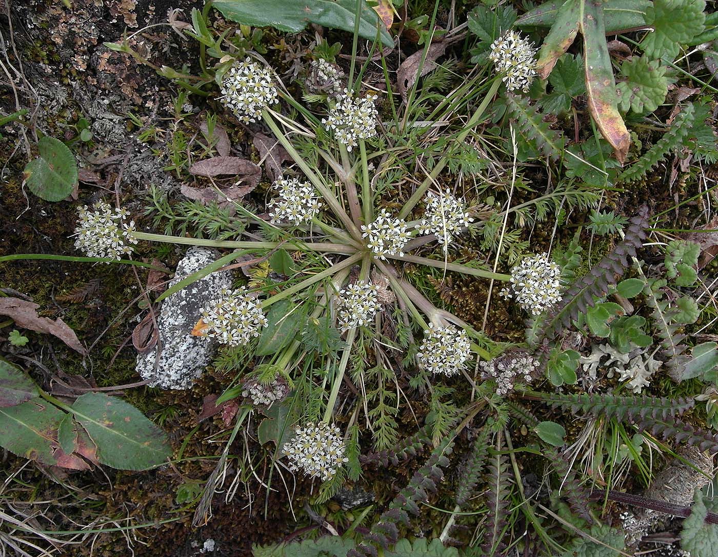 Изображение особи Schulzia albiflora.
