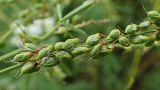 Melilotus officinalis. Часть соплодия. Хабаровский край, г. Комсомольск-на-Амуре, пустырь. 20.07.2025.