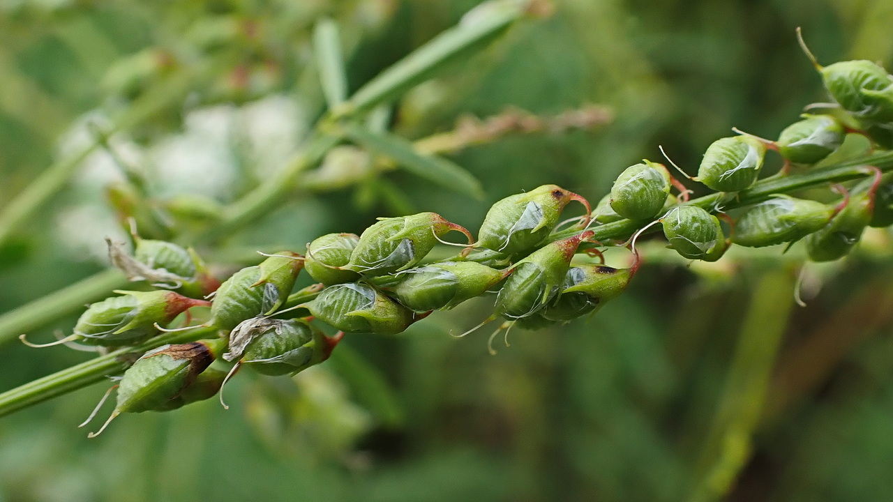 Изображение особи Melilotus officinalis.