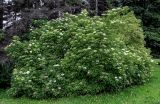 Sambucus nigra