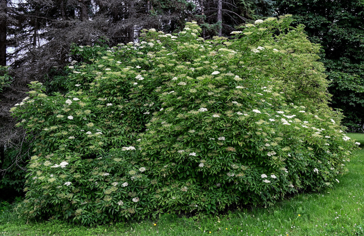 Image of Sambucus nigra specimen.