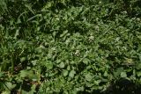 Nasturtium officinale