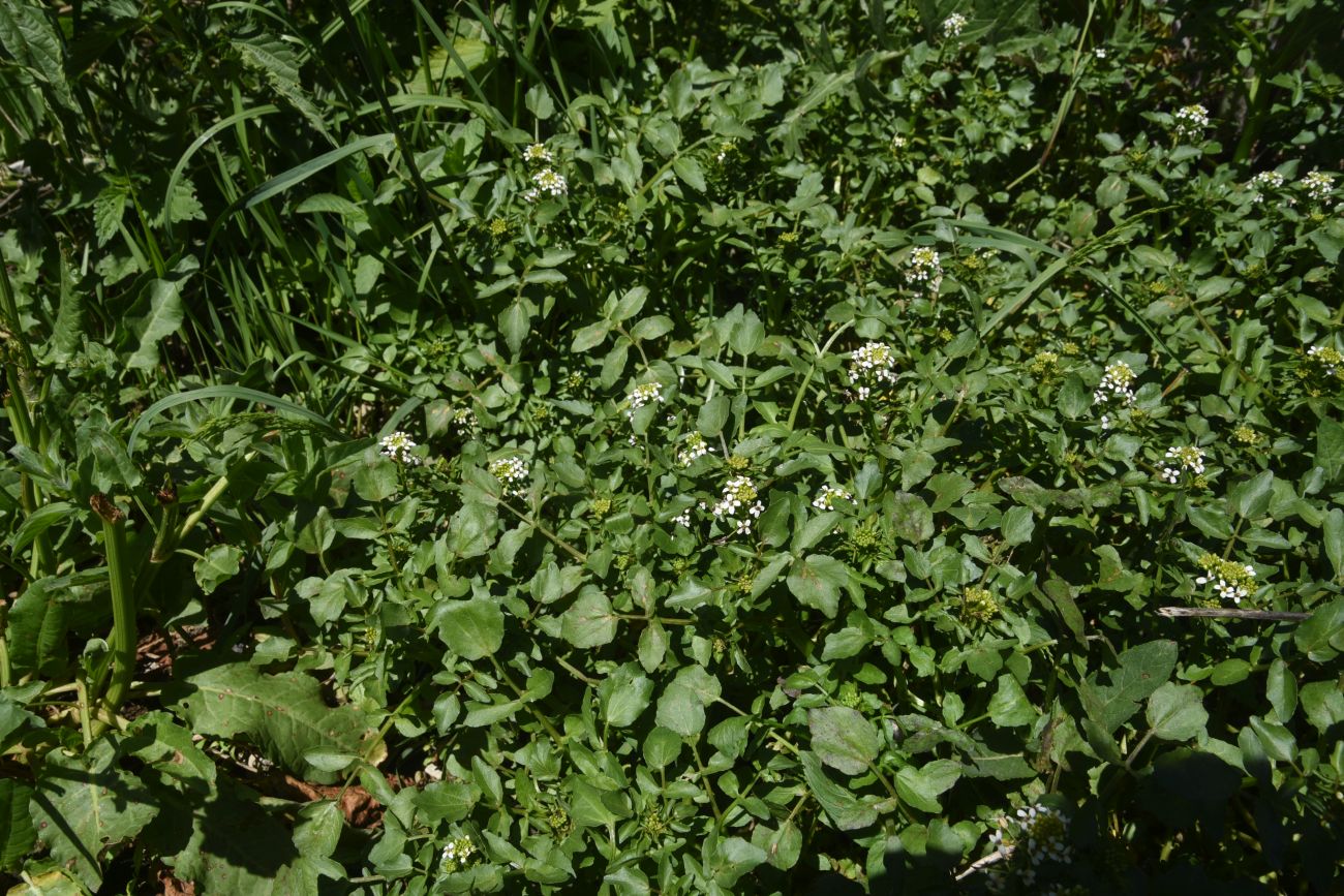 Изображение особи Nasturtium officinale.