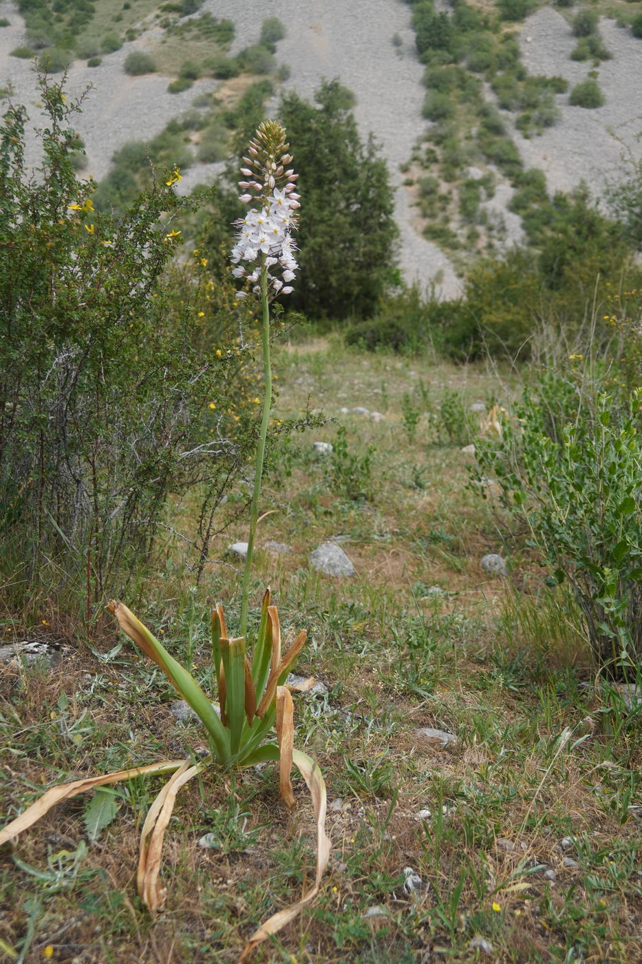 Image of genus Eremurus specimen.