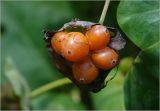Lonicera caprifolium. Соплодие с созревшими плодами. Московская обл., Раменский р-н, окр. дер. Хрипань, садовый участок. 11.07.2025.