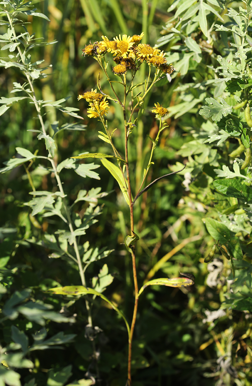 Изображение особи Inula linariifolia.