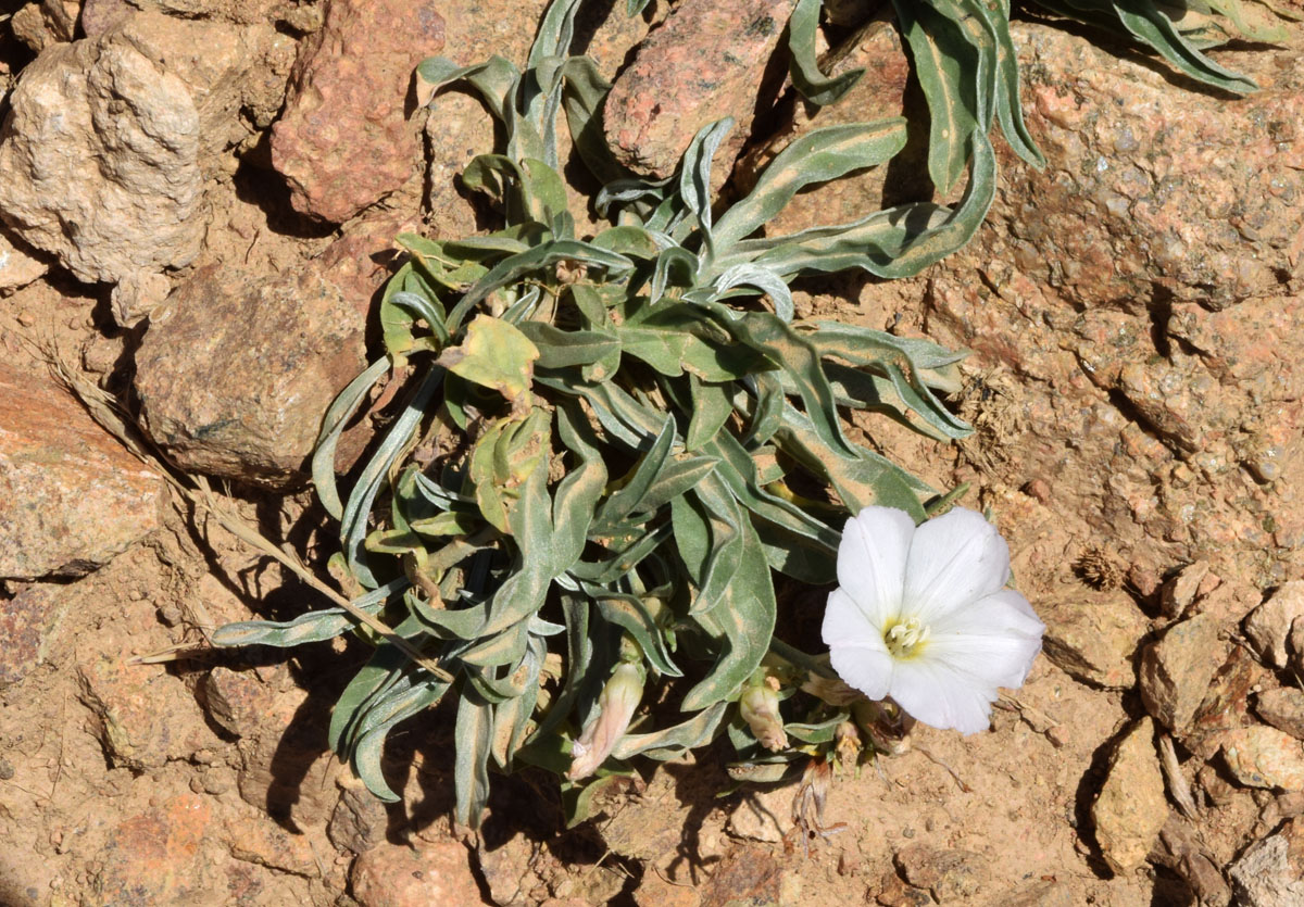 Изображение особи Convolvulus lineatus.