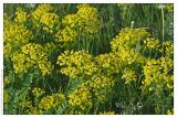 Euphorbia cyparissias. Группа цветущих растений. Чешская республика, Южная Моравия, национальный природный резерват Pouzdřanská step - Kolby, 02.05.2008.