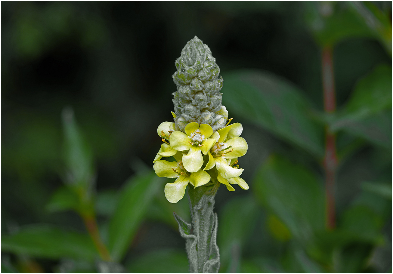 Image of Verbascum thapsus specimen.