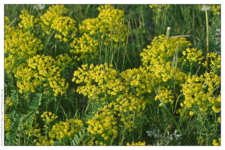 Изображение особи Euphorbia cyparissias.