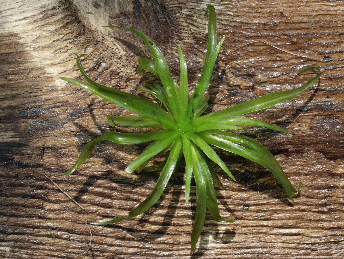 Image of Stratiotes aloides specimen.