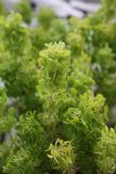 Cruciata taurica