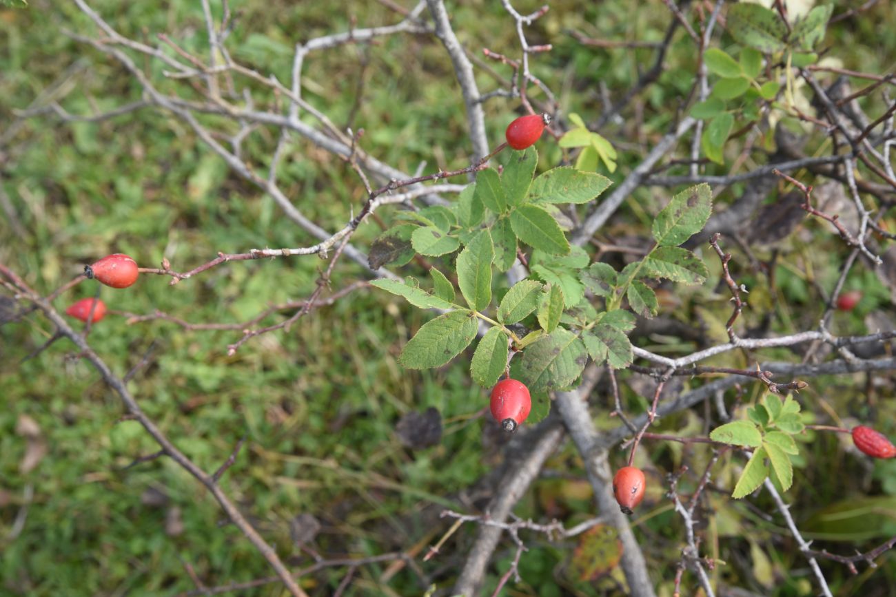 Image of genus Rosa specimen.