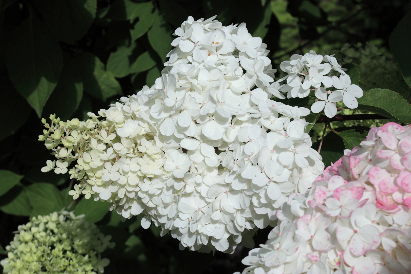 Image of Hydrangea paniculata specimen.