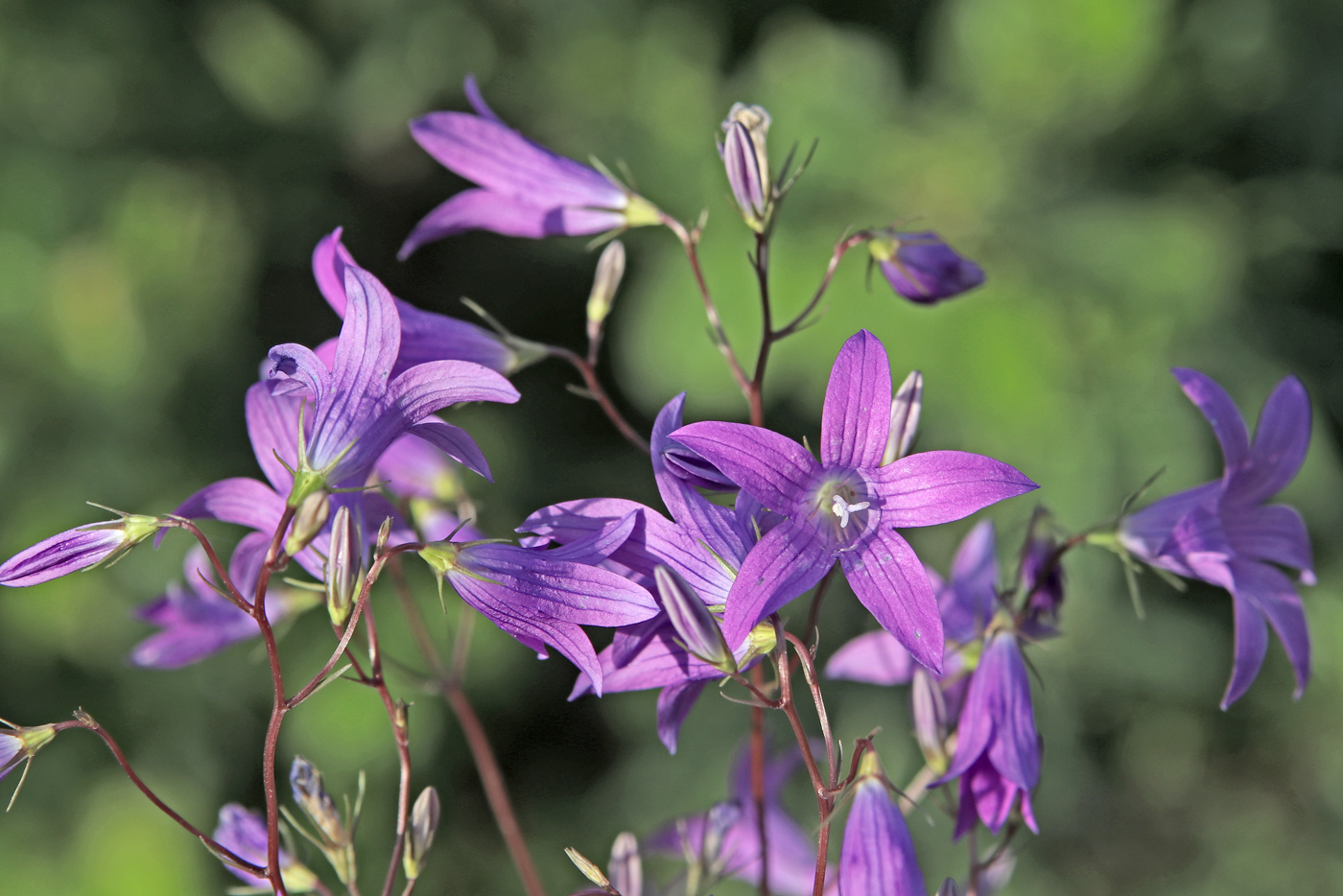 Изображение особи Campanula patula.