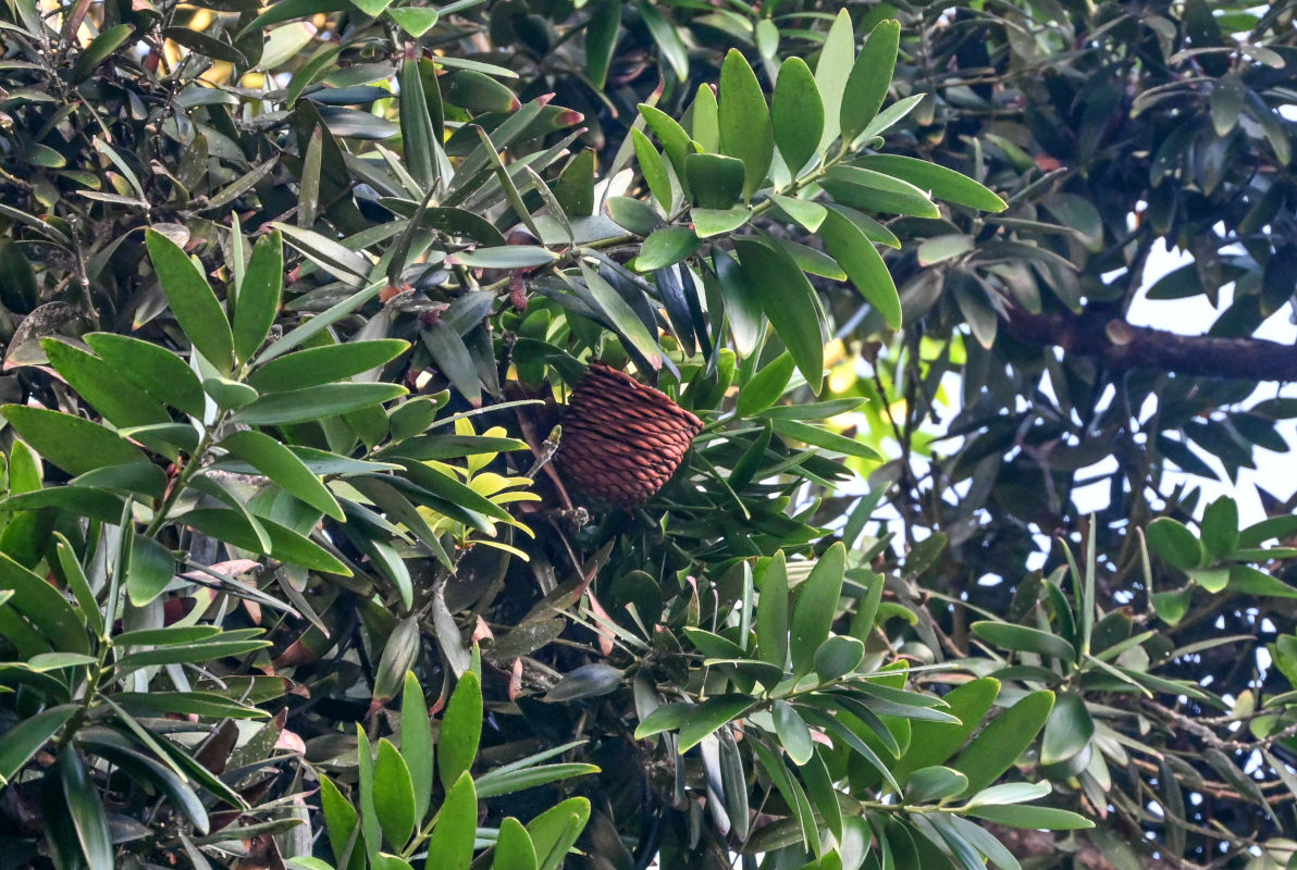 Image of Agathis robusta specimen.