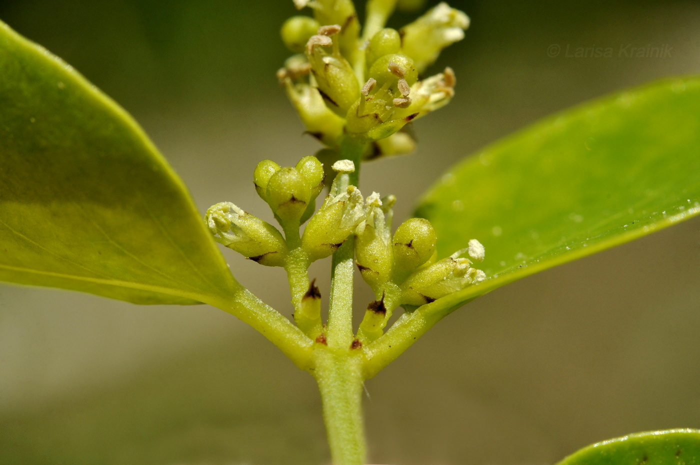 Image of Azima sarmentosa specimen.