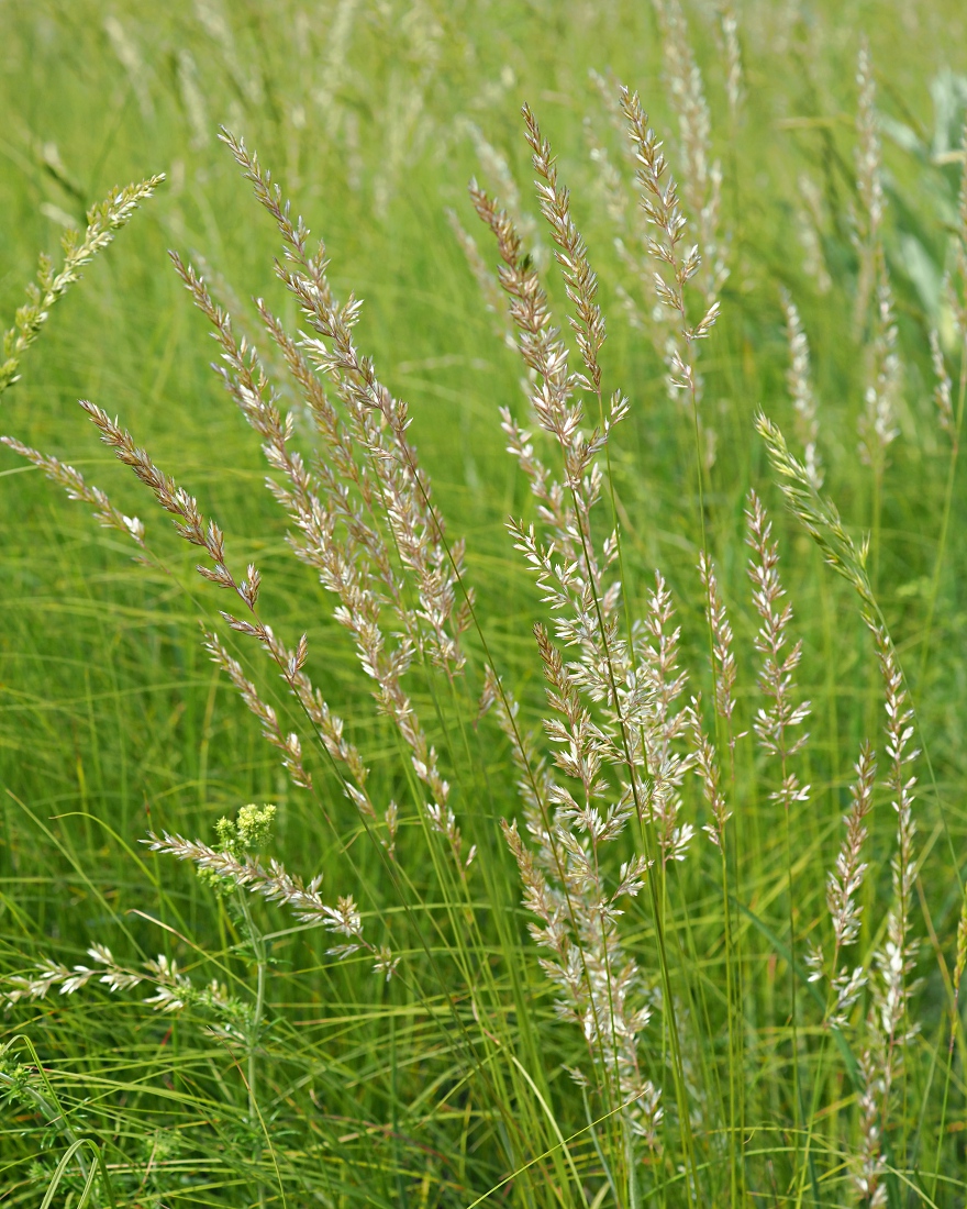 Image of Koeleria macrantha specimen.