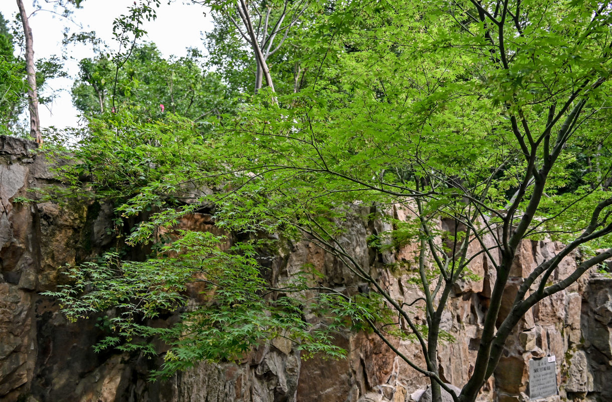 Изображение особи Acer palmatum.