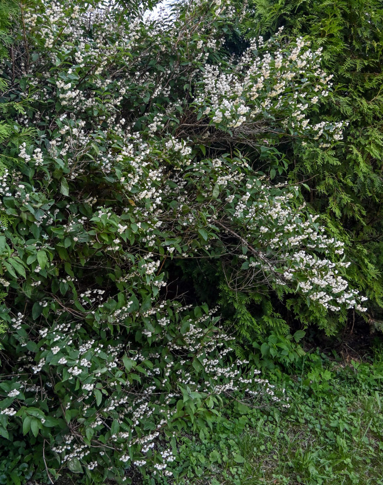 Image of Deutzia scabra specimen.