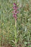 Anacamptis papilionacea подвид schirwanica. Цветущее растение (высота — 26 см; длина соцветия — 12 см.). Дагестан, Дербентский р-н, с/п Сабнова, природный парк \"Джалган\", гора Ачигсырт, выс. ок. 422 м н.у.м., мелкотравная лужайка. 23.04.2025.