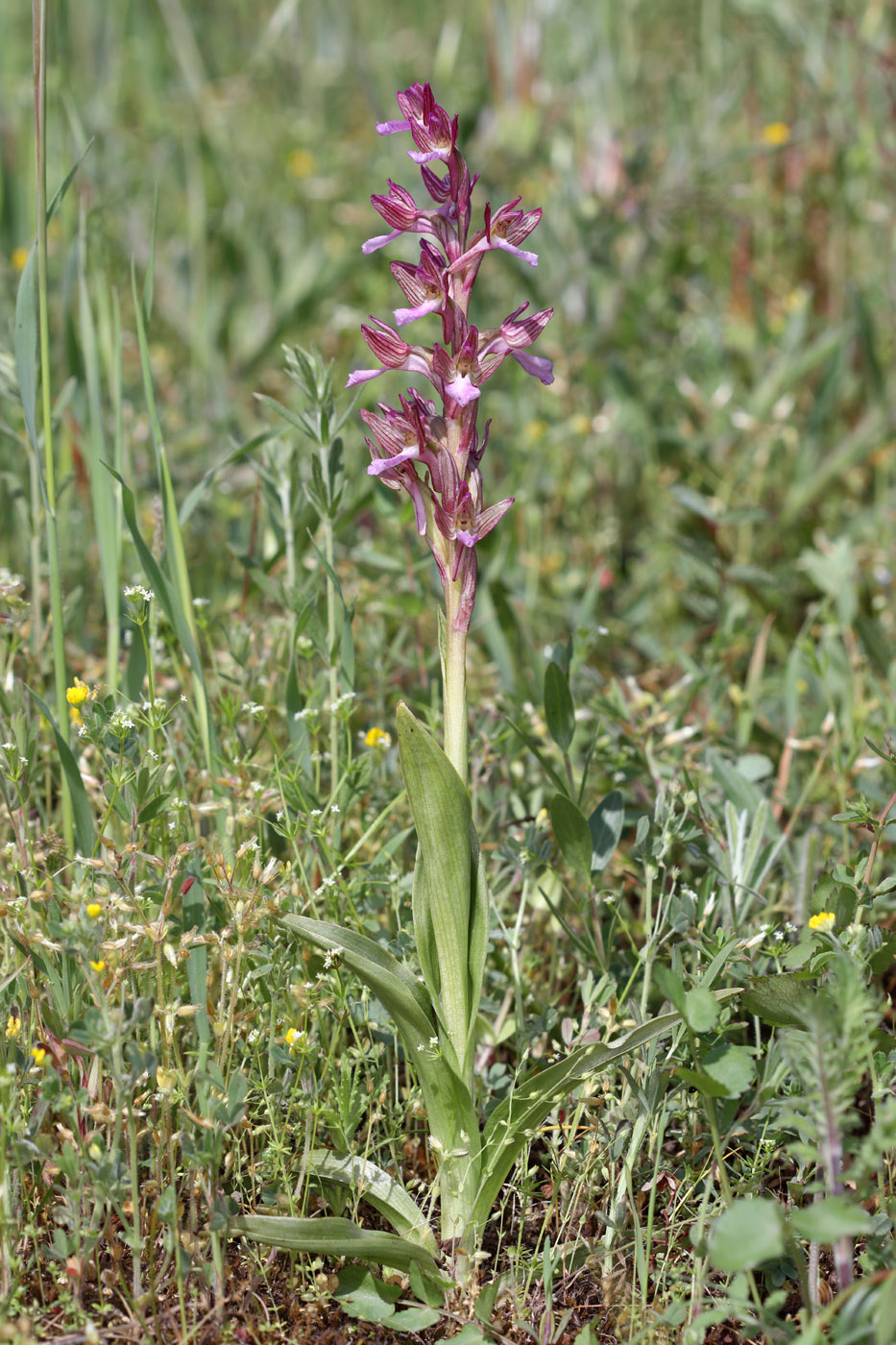 Изображение особи Anacamptis papilionacea ssp. schirwanica.