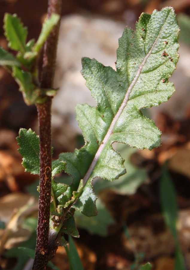 Изображение особи Diplotaxis erucoides.