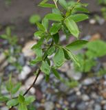 genus Salix. Верхушка побега. Республика Адыгея, окр. пос. Каменномостский, галечный пляж под скалой Пронеси Господи. 2 мая 2025 г.