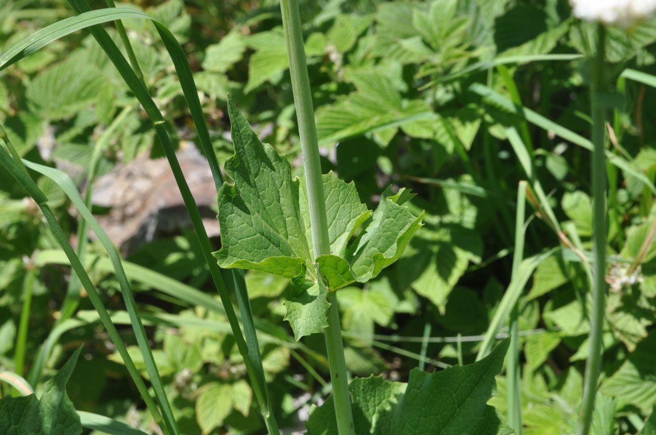 Изображение особи род Valeriana.