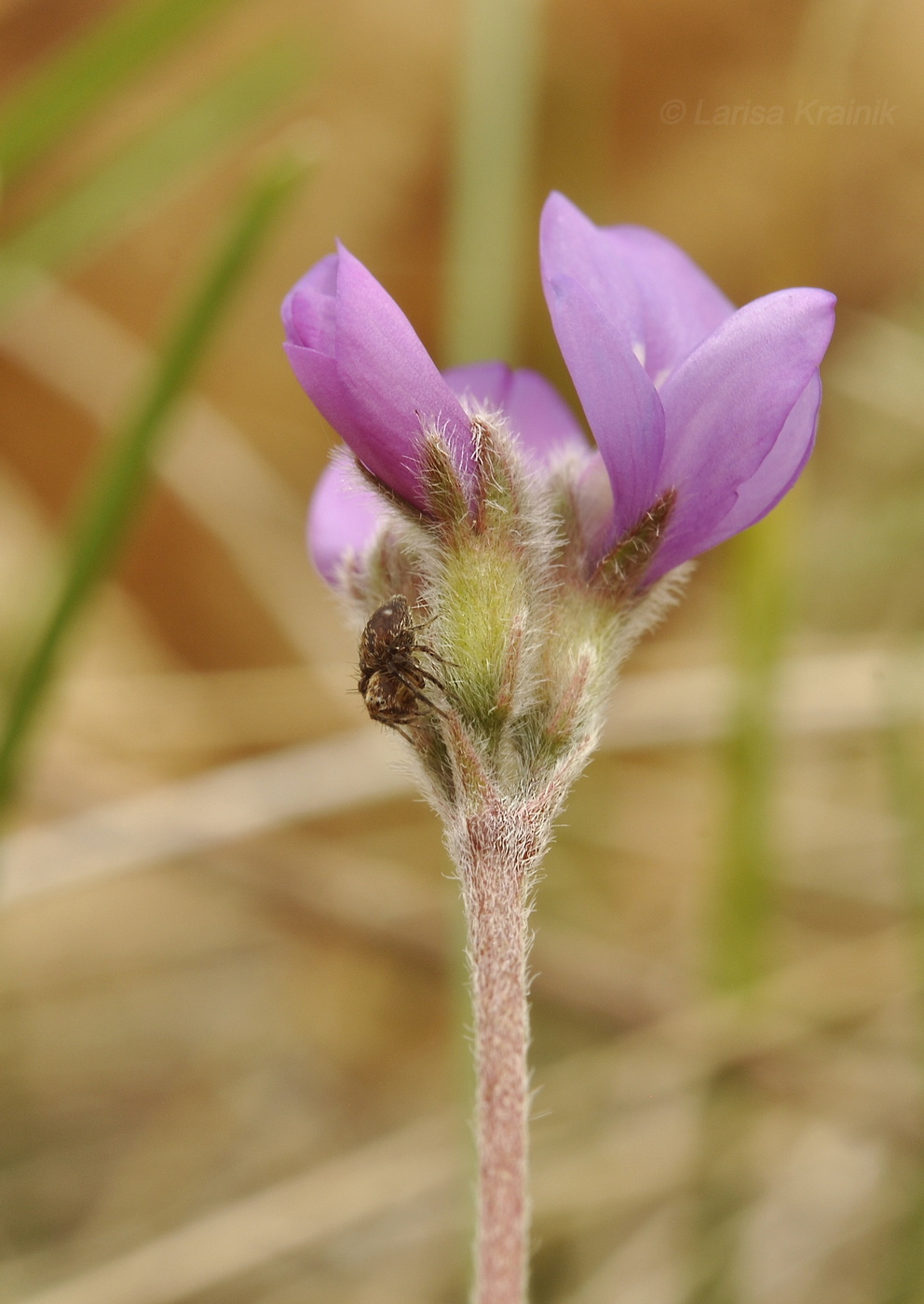 Image of Gueldenstaedtia verna specimen.