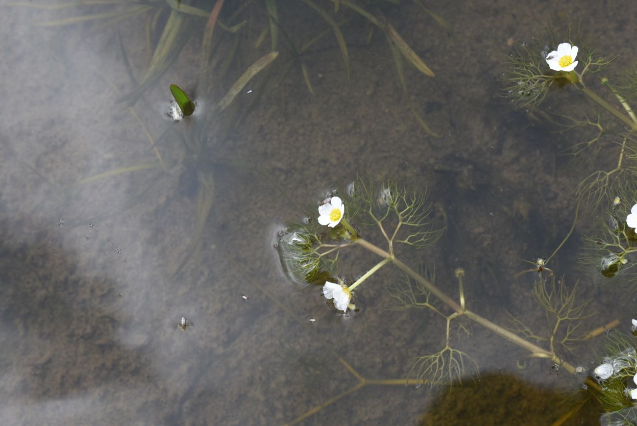 Изображение особи Ranunculus rionii.