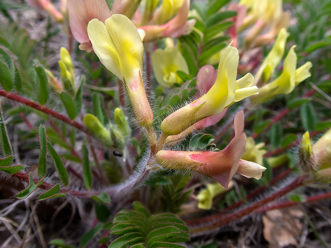 Image of Astragalus utriger specimen.