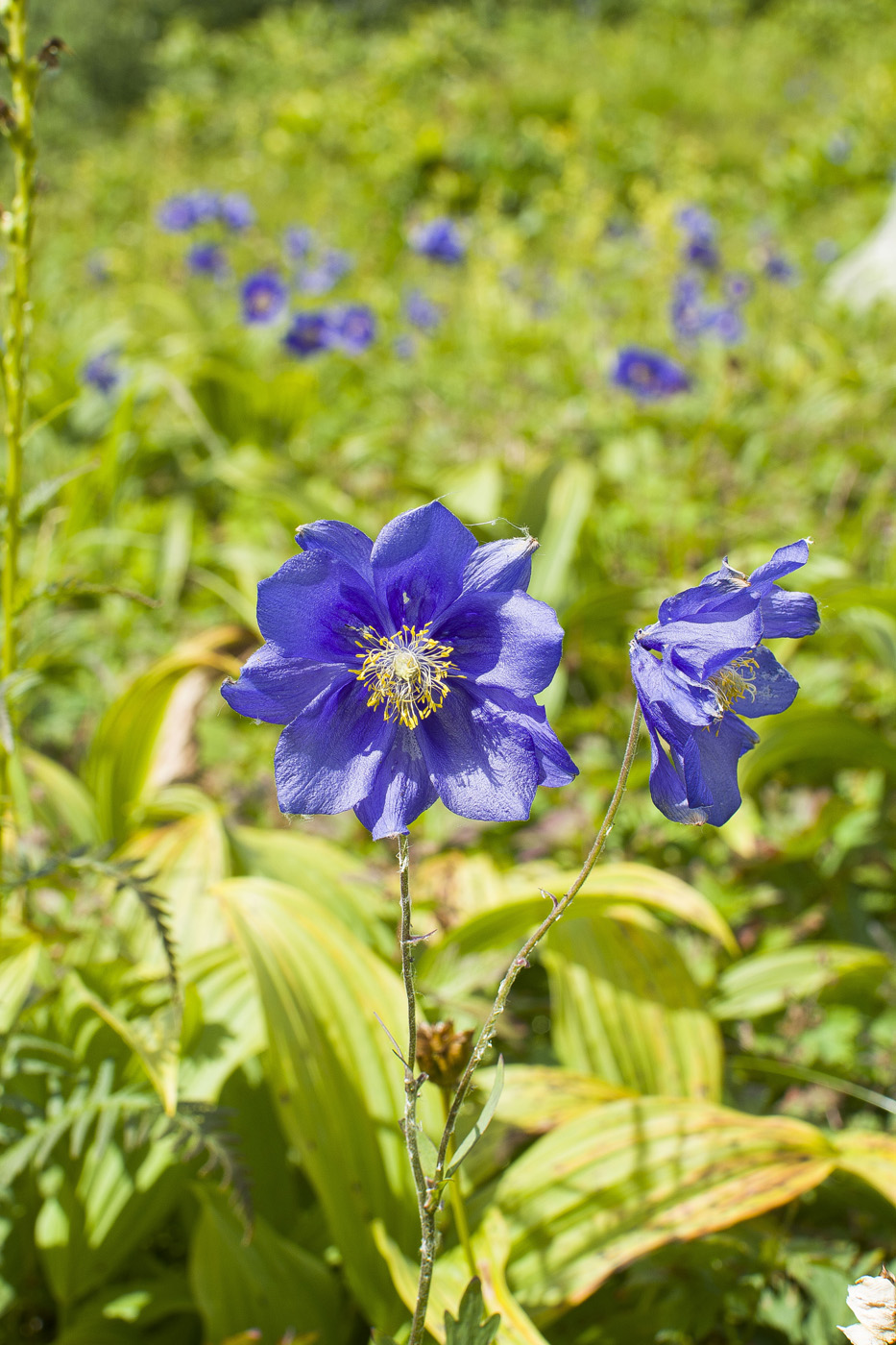 Изображение особи Aquilegia glandulosa.