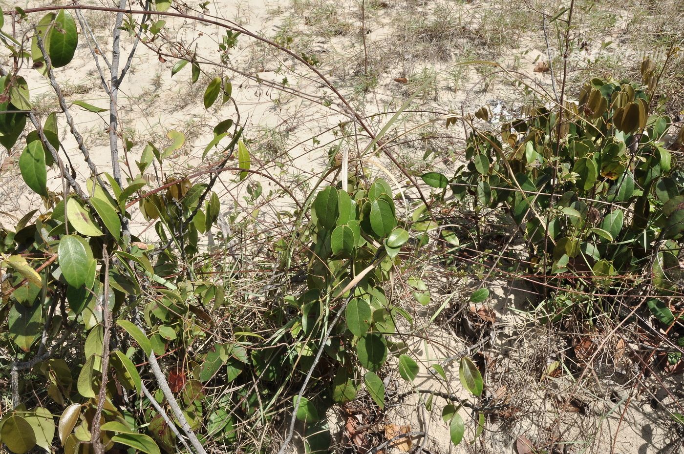 Изображение особи род Connarus.