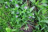 Viola tricolor. Цветущие растения под дождём. Московская обл., Павлово-Посадский ГО, г. Электрогорск, в берёзовой посадке. 11.05.2026.