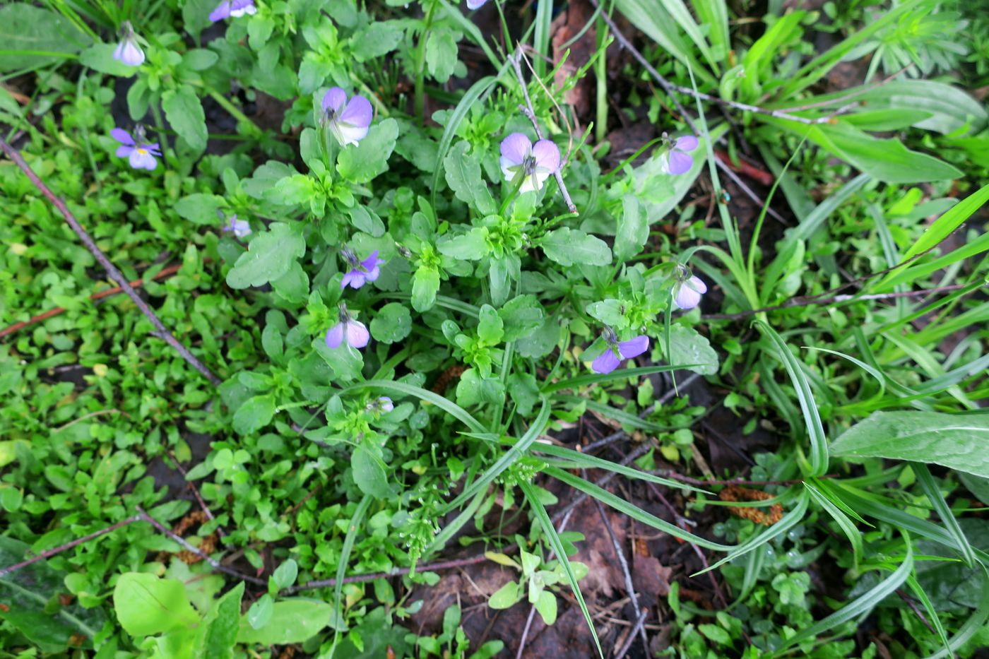 Изображение особи Viola tricolor.