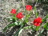 Tulipa julia