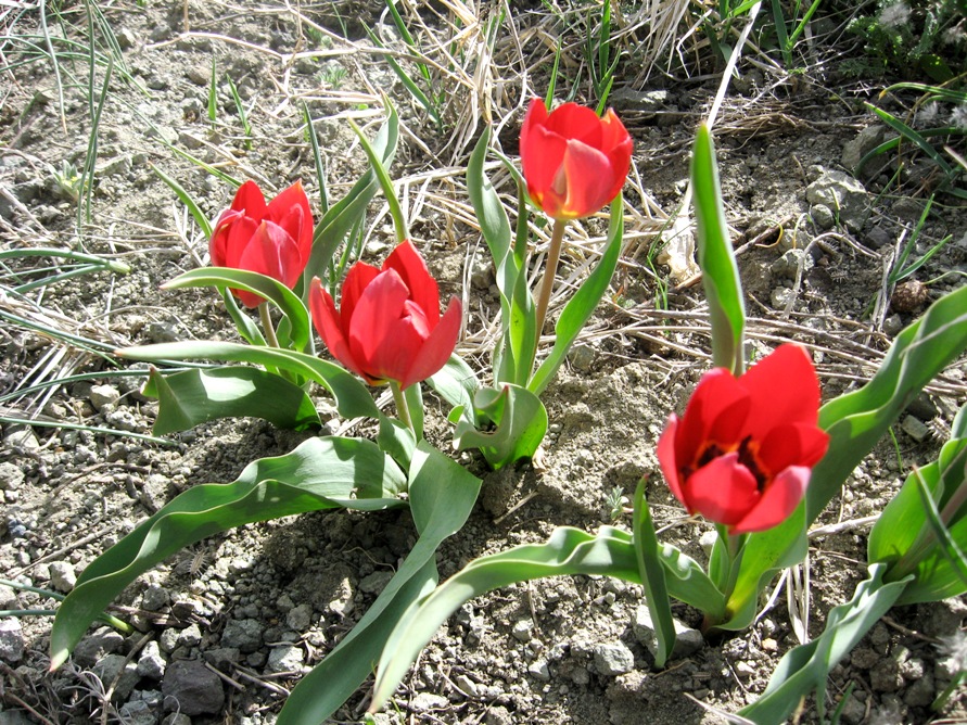 Изображение особи Tulipa julia.