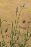 Scorzonera biebersteinii. Верхушки побегов с нераскрывшимися соцветиями. Дагестан, Кумторкалинский р-н, бархан Сарыкум, пески. 28.04.2026.