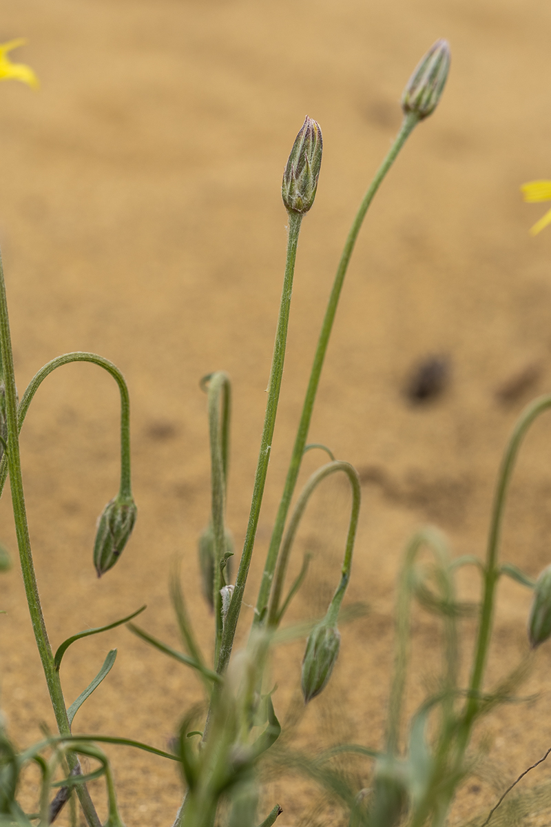 Image of Scorzonera biebersteinii specimen.