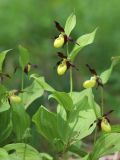 Cypripedium calceolus