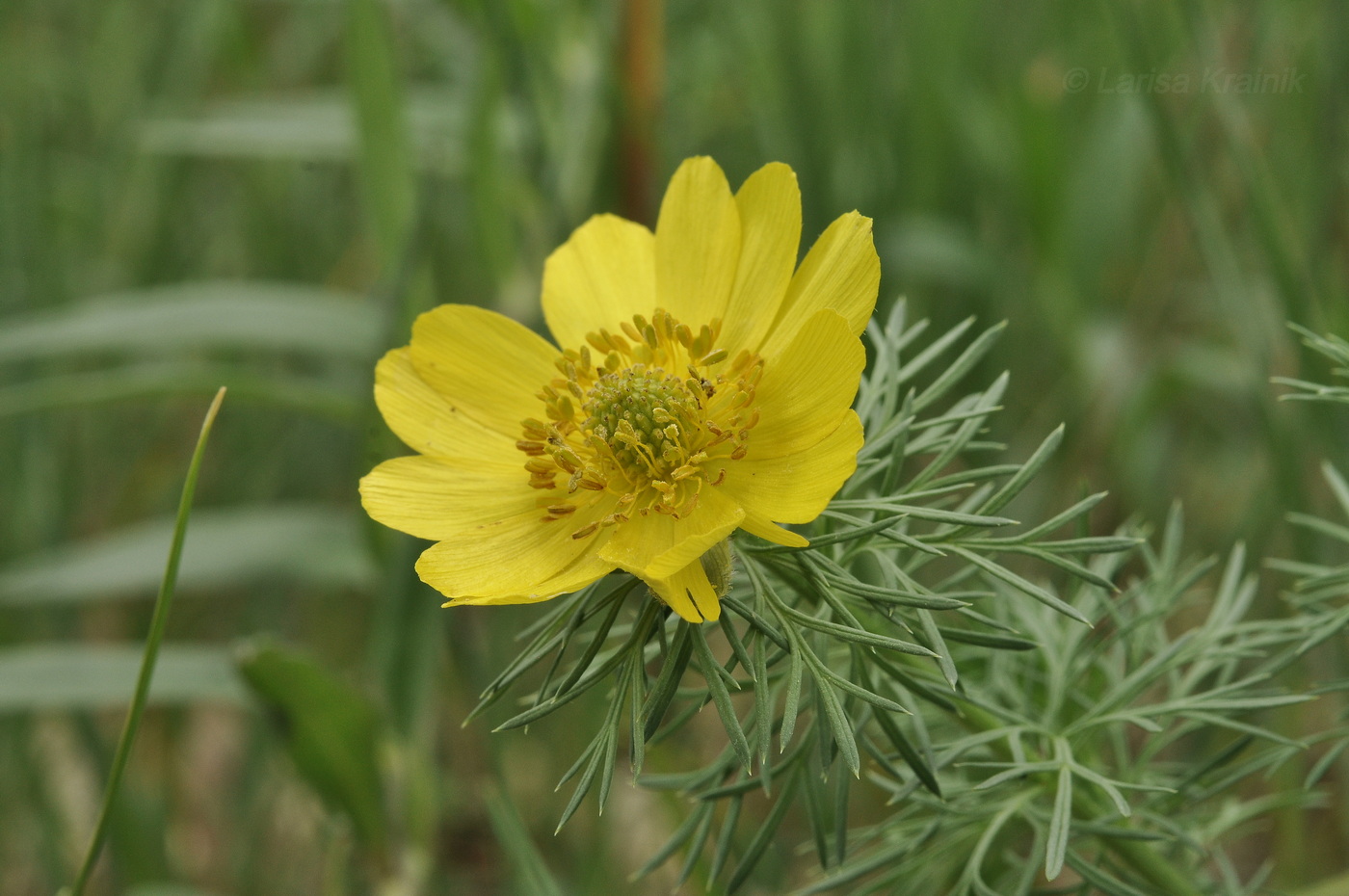Image of Adonis vernalis specimen.