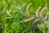 genus Salix. Верхушка плодоносящей ветви. Ростовская обл., Мясниковский р-н, окр. с. Несветай, у родника. 14.05.2026.