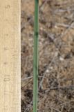 род Stipa